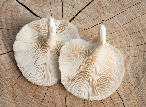 خرید قارچ صدفی سفید رنگ + قیمت فروش استثنایی